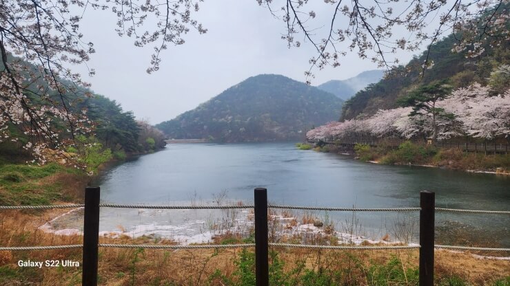 저수지주변벚꽃