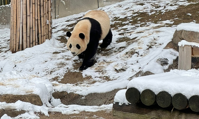 푸바오
