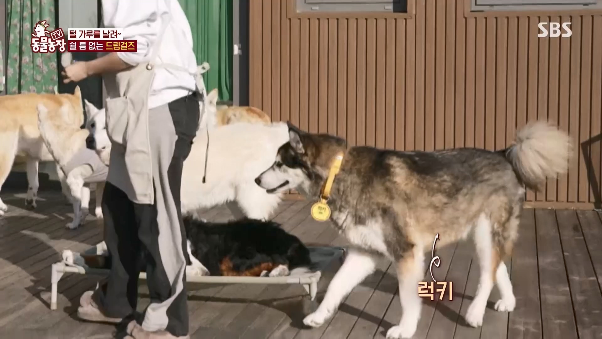 TV 동물농장.E1148.231203p.H264-F1RST.mp4_20231203_165837.495.jpg