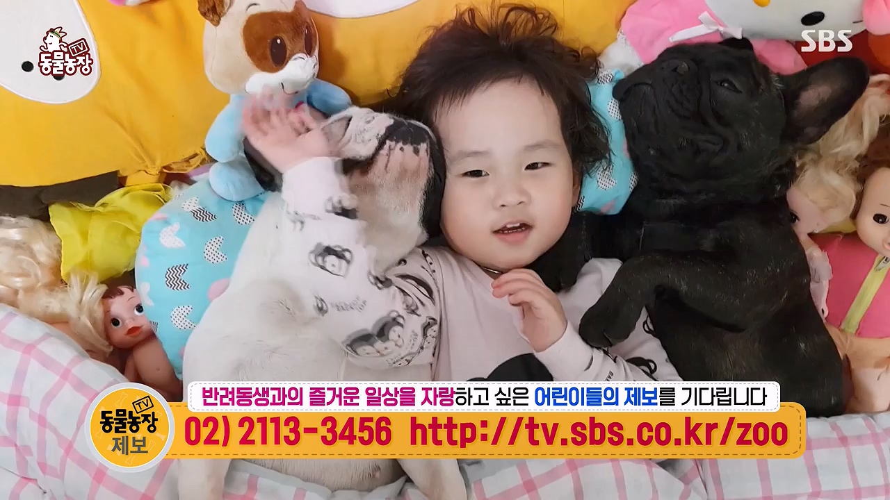 TV 동물농장.E1175.240610p-NEXT.mp4_20240609_160256.368.jpg