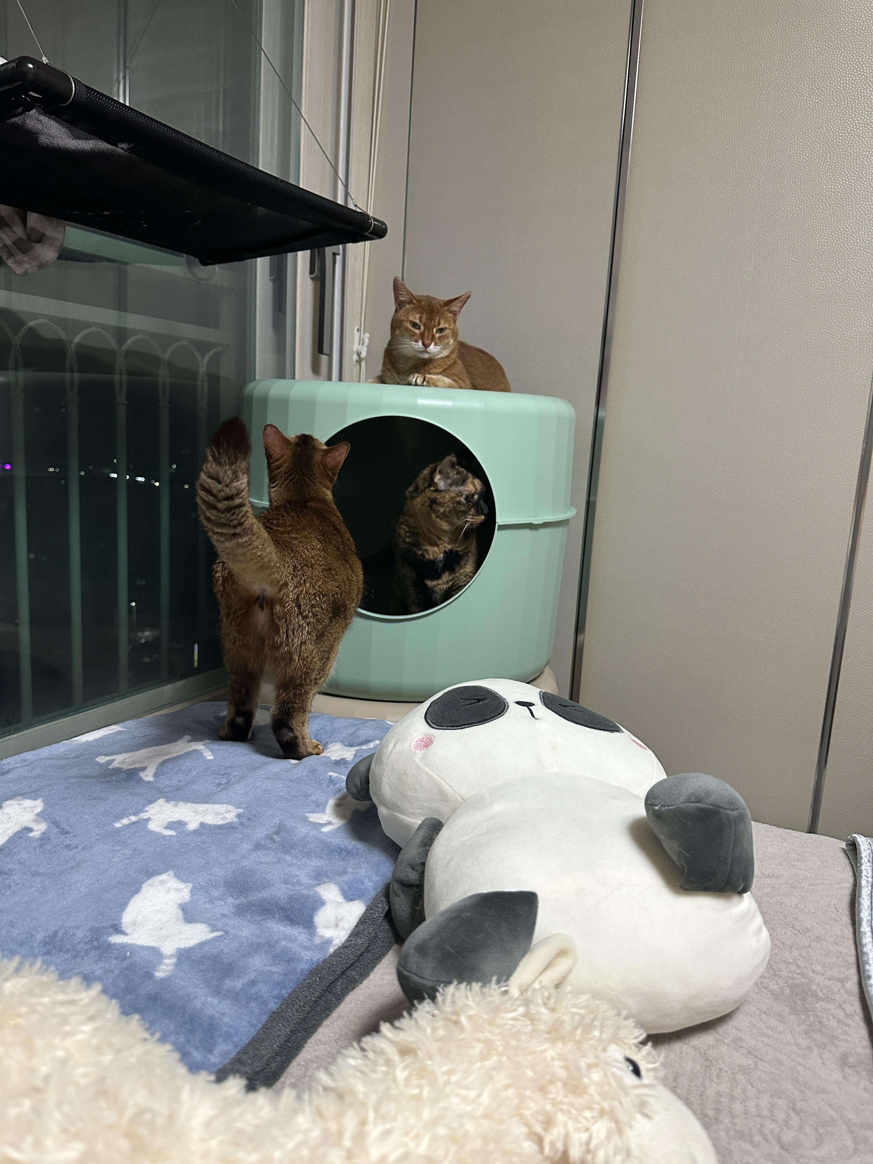 마카롱하우스에_들어가_있는_사랑이와_입구에_있는_루디