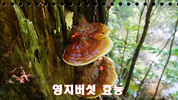 영지버섯 효능