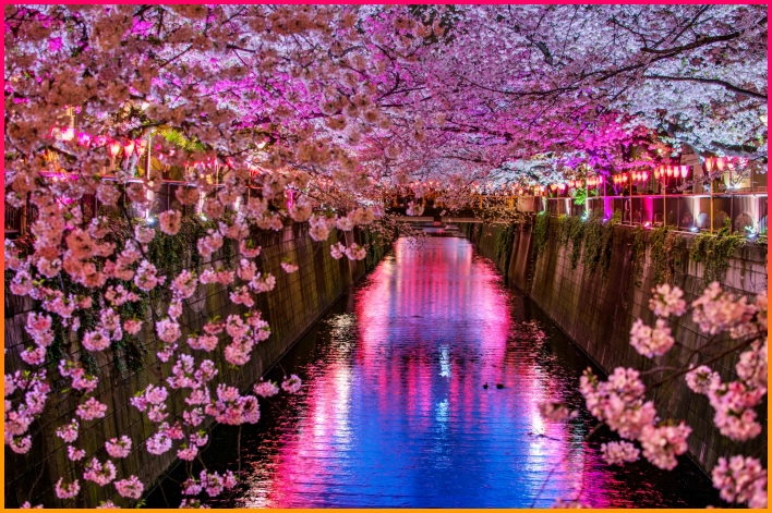 도쿄 벚꽃 여행