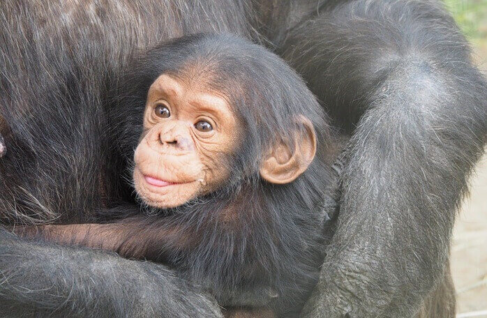 엄마 침팬지에게 안겨있는 아기 침팬지