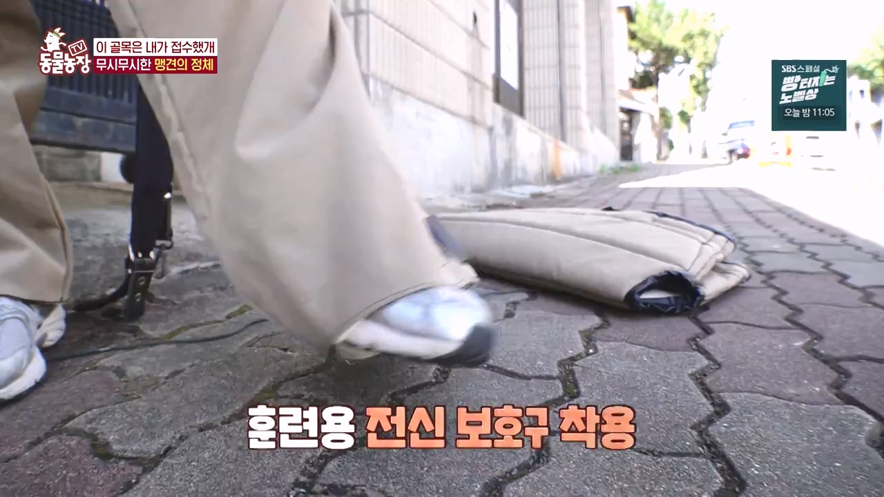 TV 동물농장.E1144.231106p-NEXT.mp4_20231105_175933.023.jpg