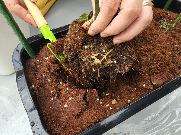 테라스 텃밭 집에서 방울토마토를 기르다 23