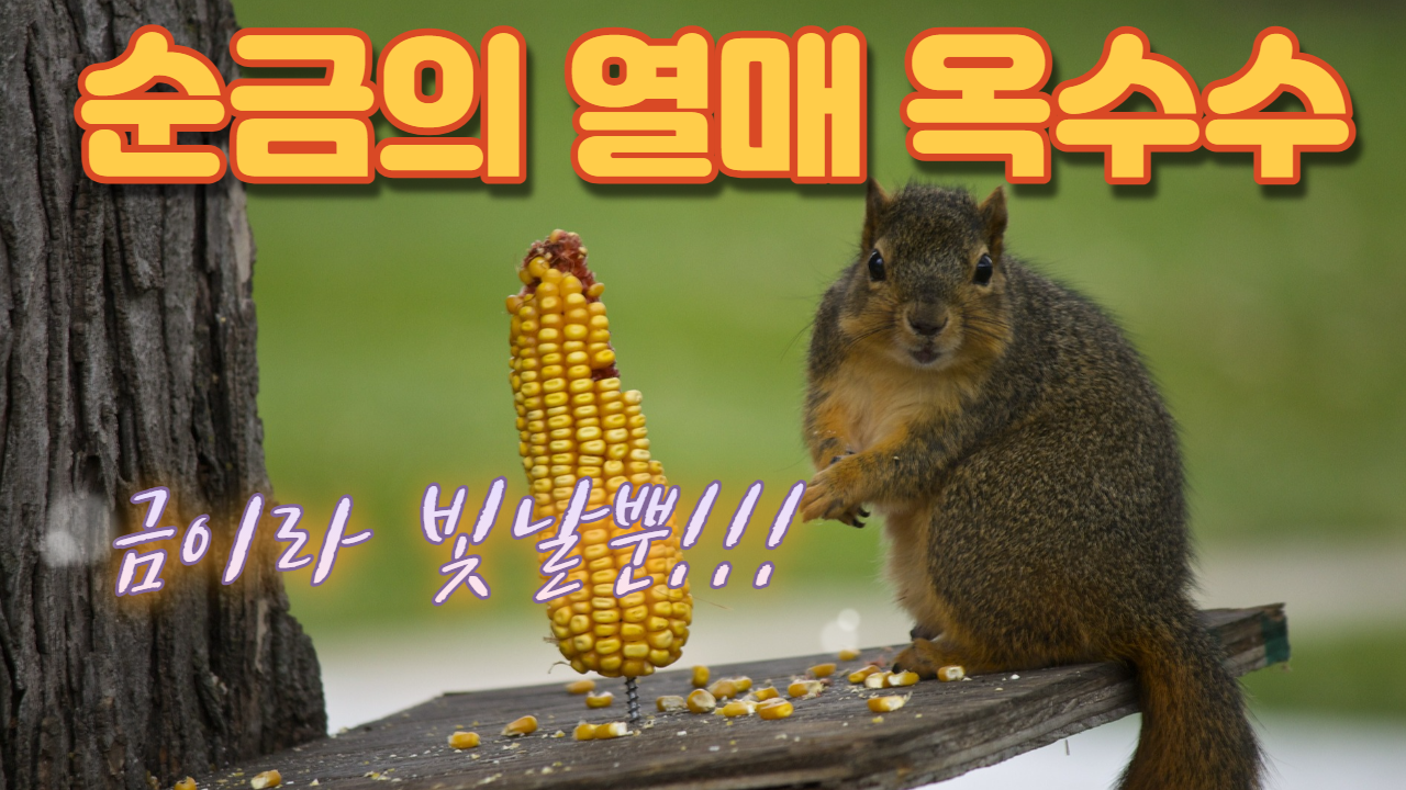  옥수수의 효능