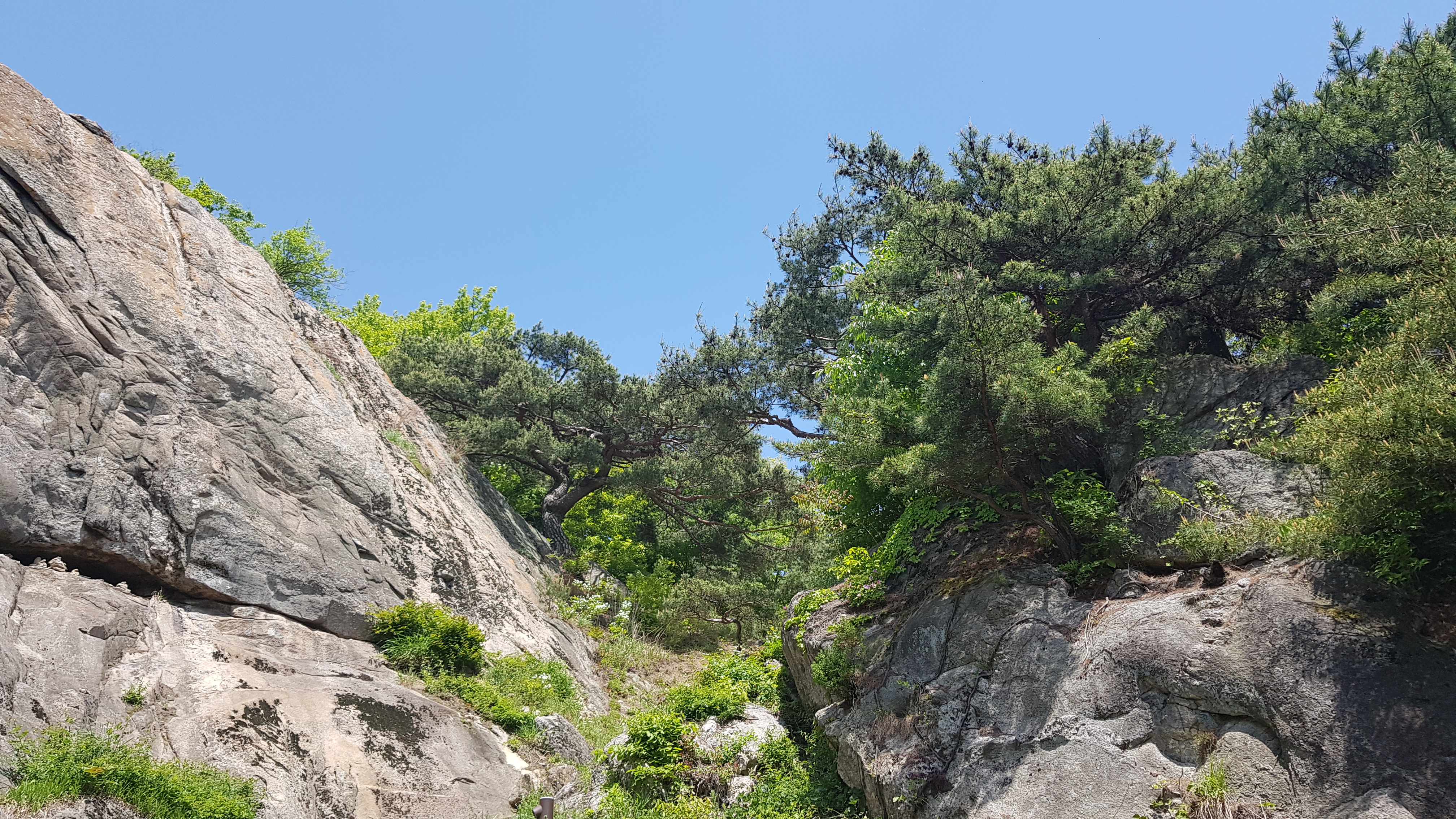 성흥산의 암벽에 소나무가 보인다