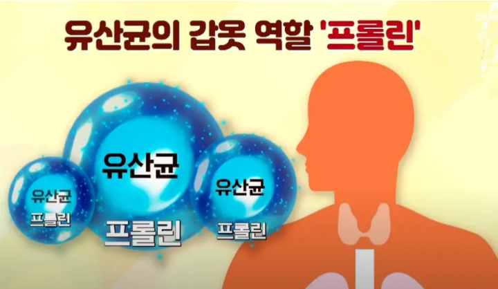  프롤린 유산균 효능, 추천, 부작용, 가격 알아보기