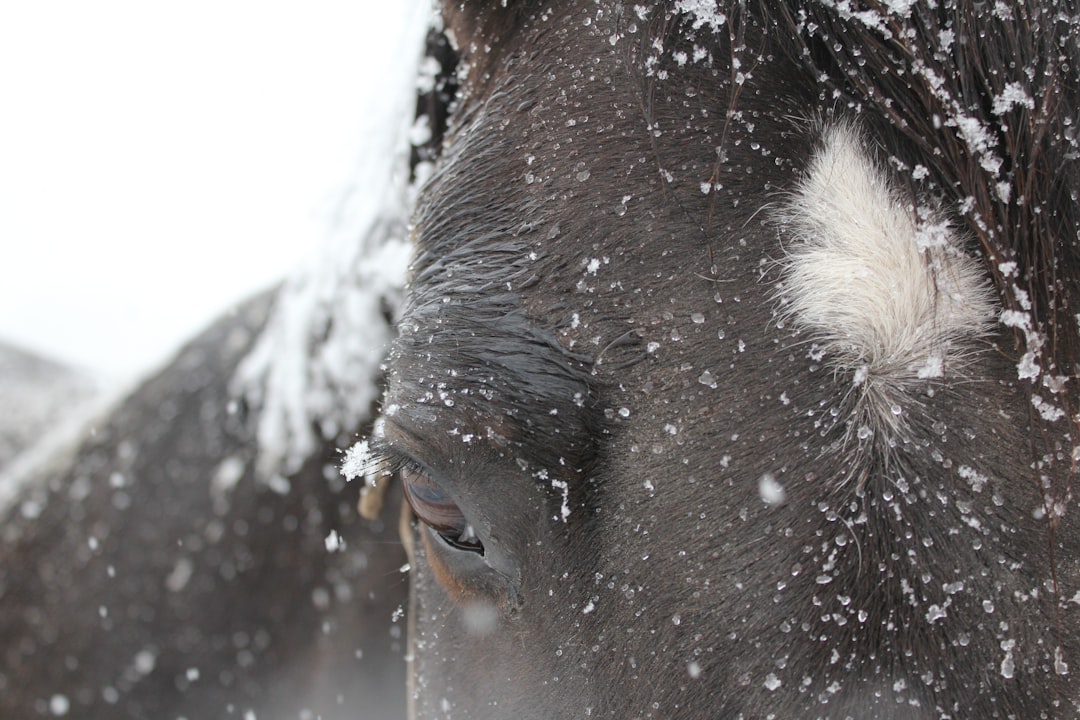 Eyelash