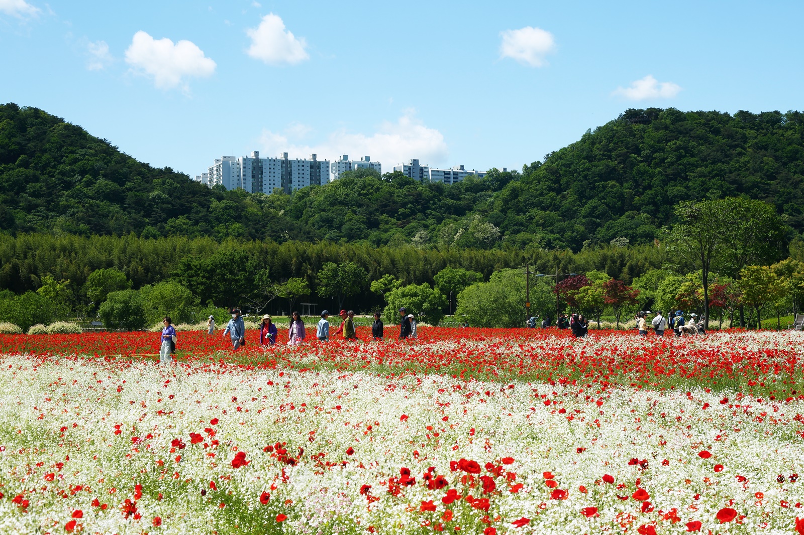 작약정원 이미지