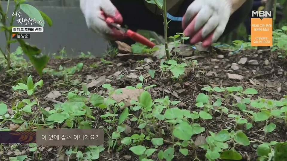 나는 자연인이다.E563.230719p.H264-F1RST.mp4_20230720_214645.474.jpg