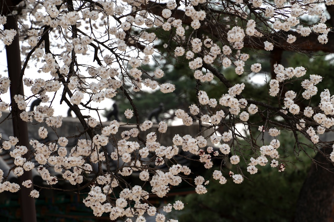 'Changgyeonggung'