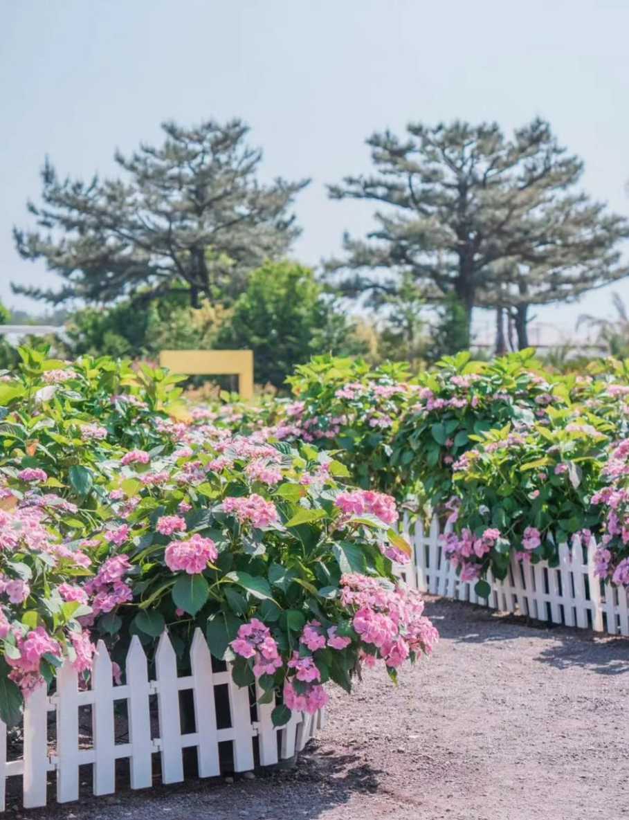 휴애리 수국축제