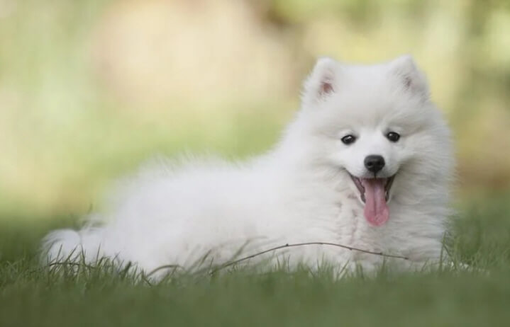 하얀-강아지가-풀밭에-앉아-있는-장면