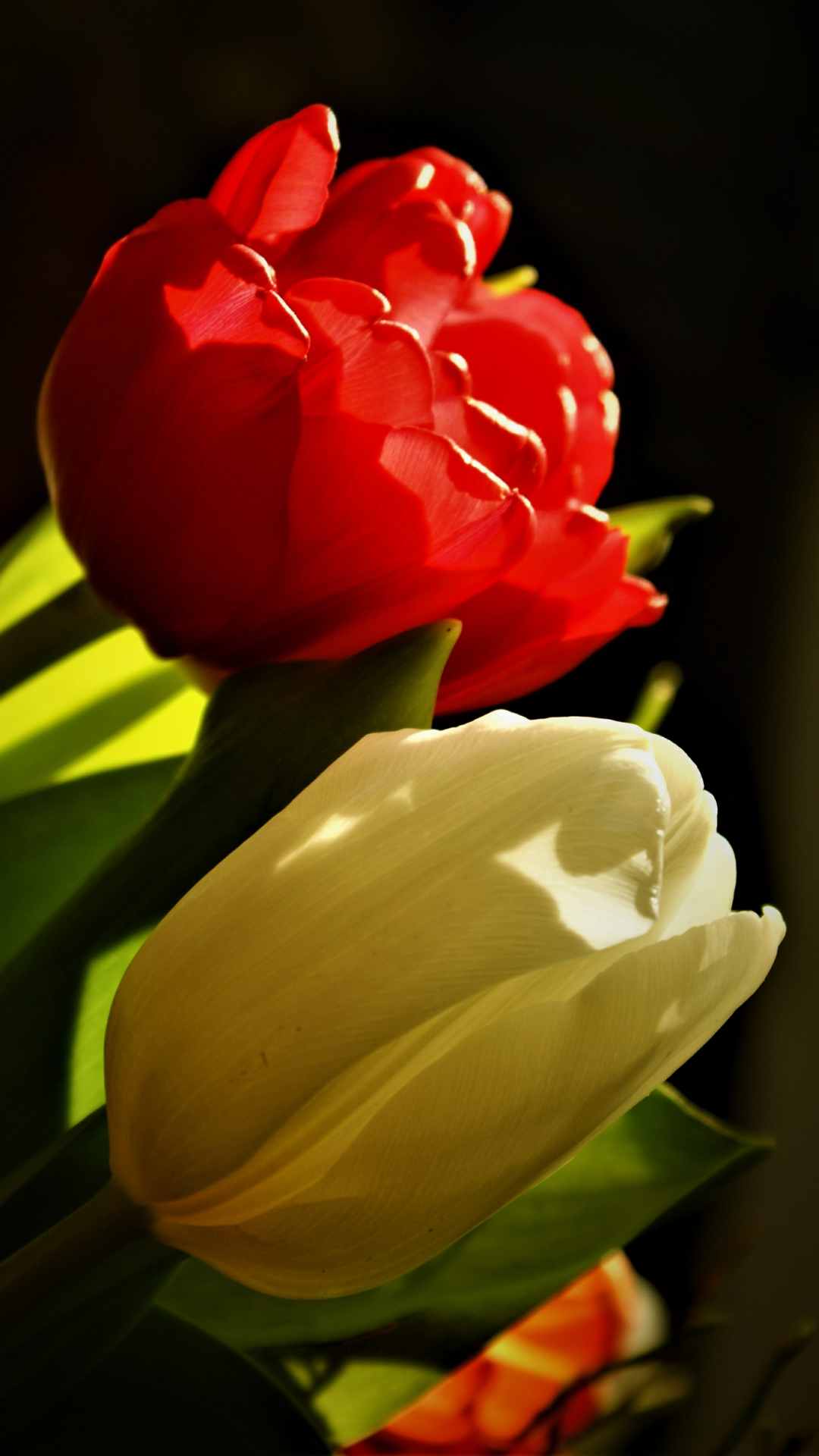 Tulip Flower iPhone Wallpaper