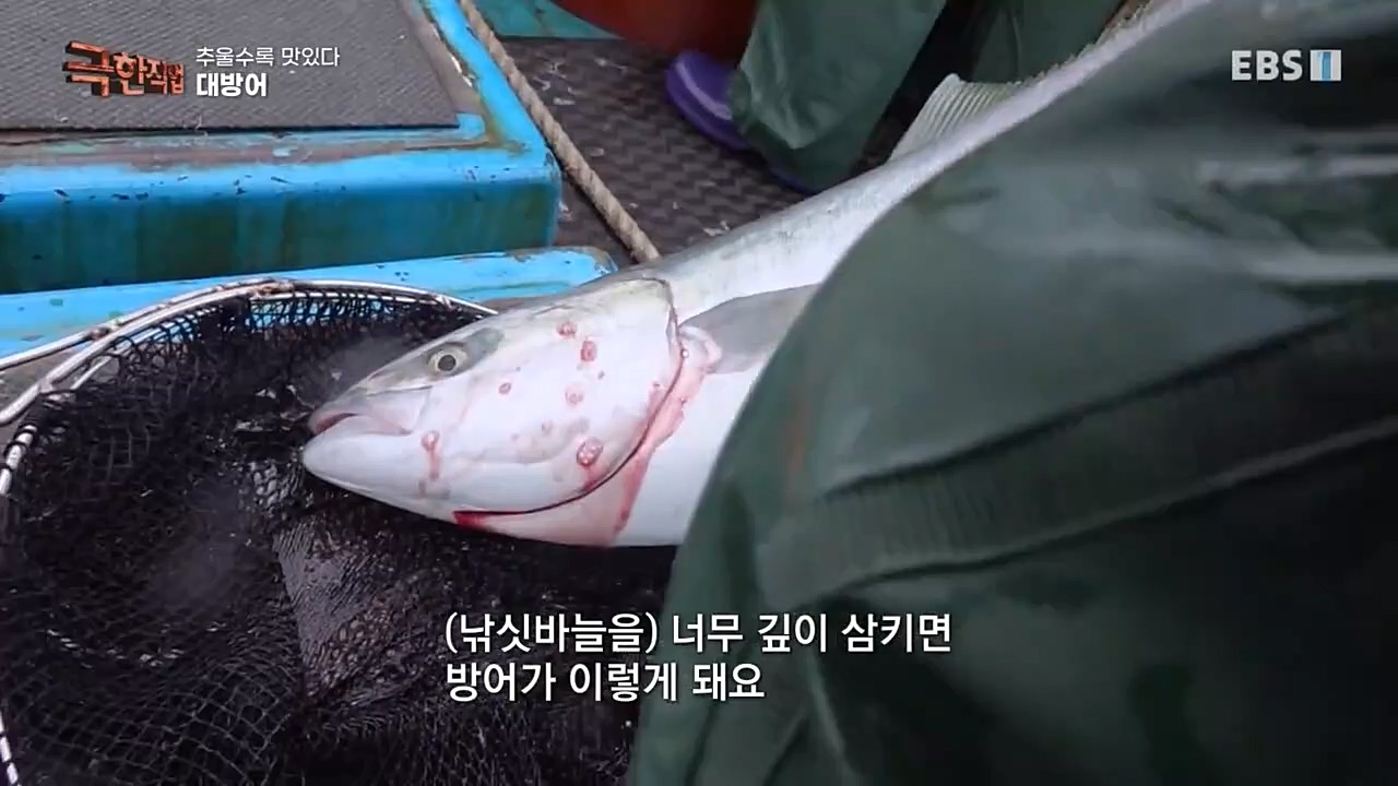 [극한직업] 추울수록 맛있다 장(長)마와 대방어.E734.221218p-NEXT.mp4_20221219_193414.226.jpg