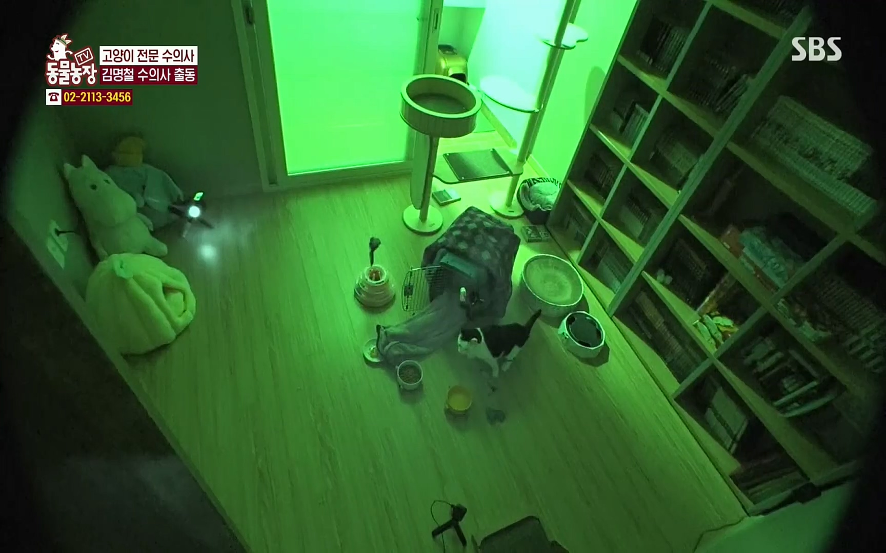 TV 동물농장.E1066.220424p.H264-F1RST.mp4_20220424_201033.324.jpg