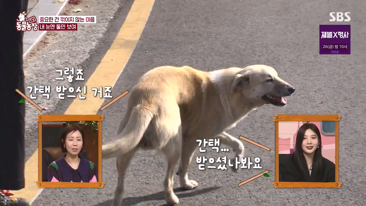 TV 동물농장.E1154.240115p-NEXT.mp4_20240114_183134.714.jpg