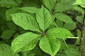 가시오가피의 12가지 장점 39