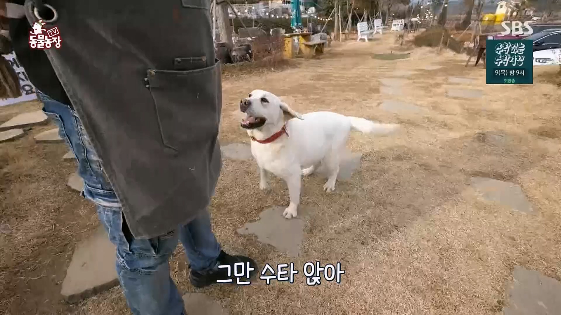 TV 동물농장.E1110.230305p.H264-F1RST.mp4_20230305_183149.133.jpg