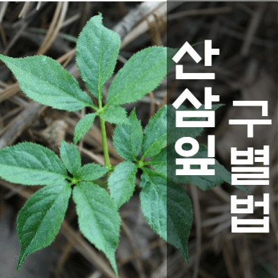 산삼잎