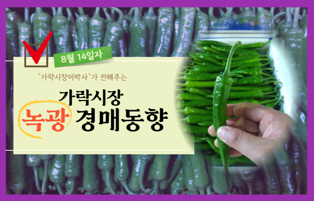  [경매사 일일보고] 8월 14일자 가락시장 녹광 경매동향을 살펴보겠습니다!
