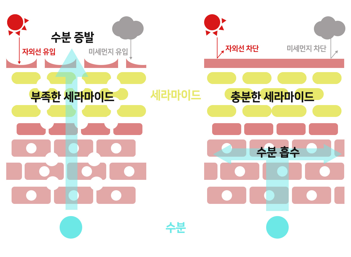 세라마이드의 효능 비포 에프터