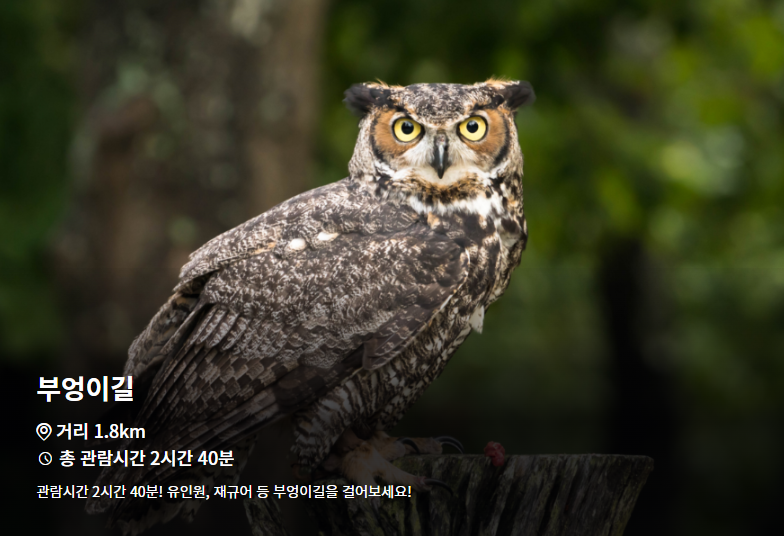 서울대공원-동물원-인기코스-부엉이길
