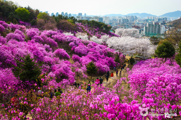 원미산진달래축제