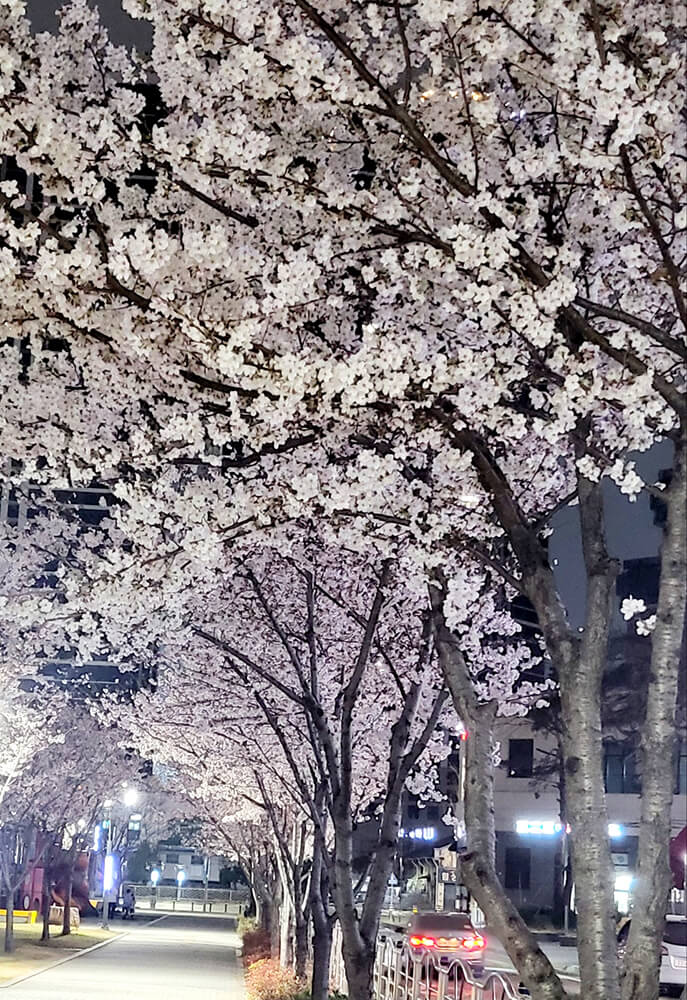 공원에 한가득 핀 벚꽃나무들 