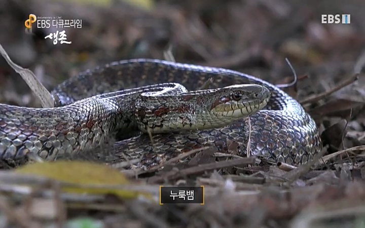 EBS 다큐프라임_ 220628.avi_20220629_205022.573.jpg