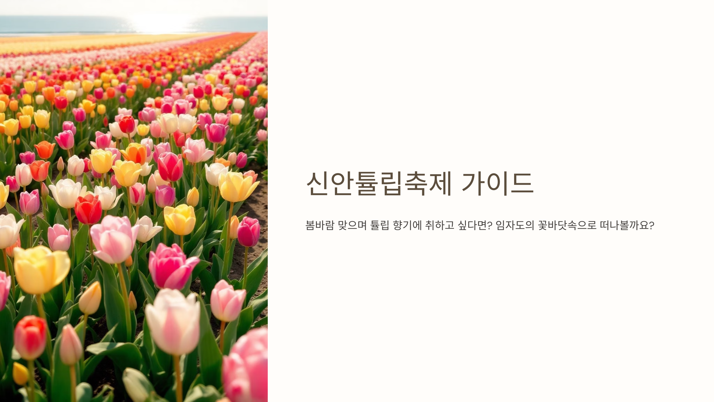 신안튤립축제가이드
