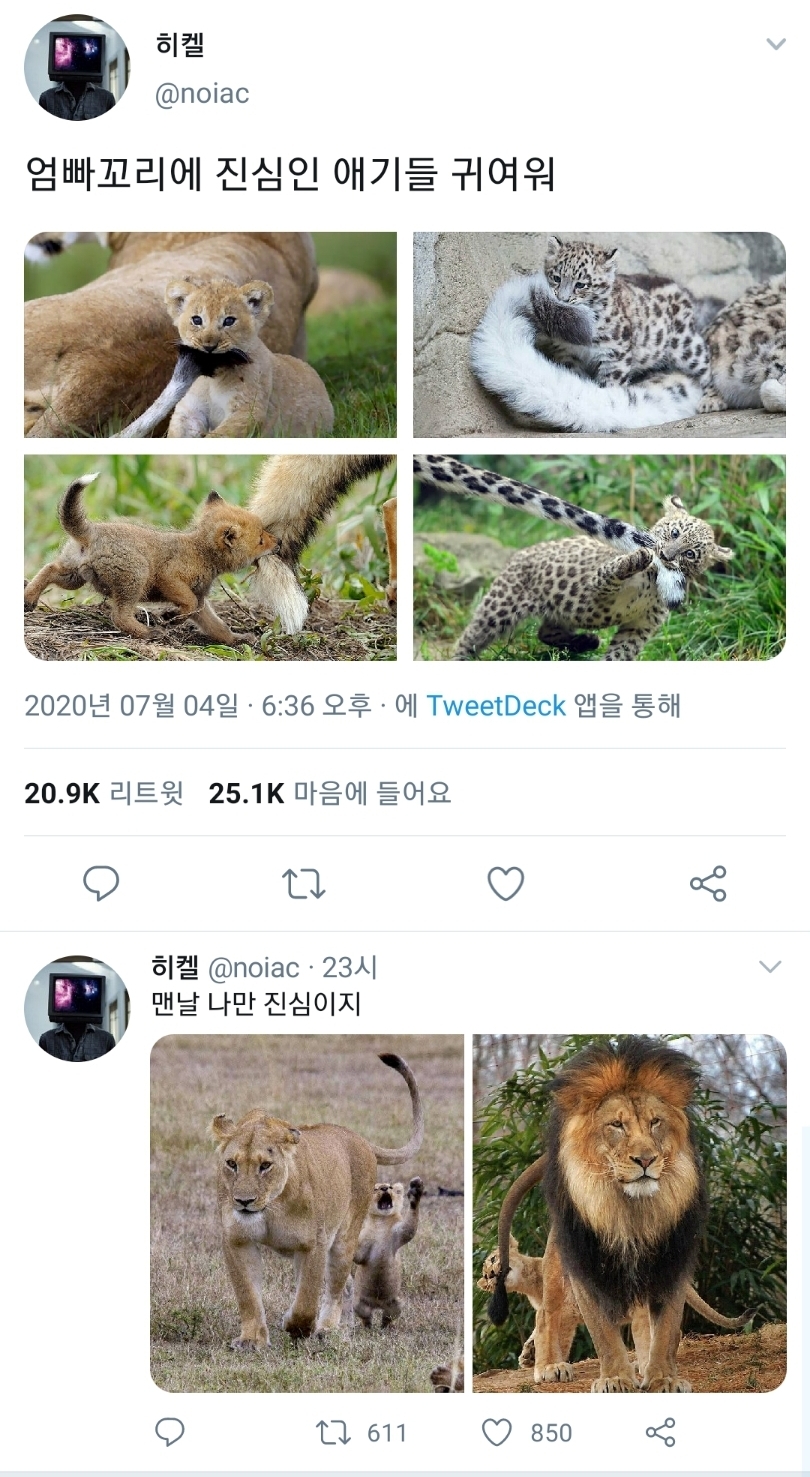  엄빠꼬리에 진심인 아가들ㅜㅜㅜㅜ