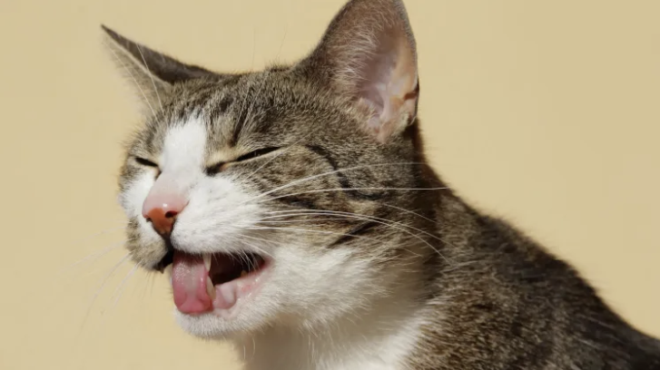  [영어] Smell a rat 을 아시나요?