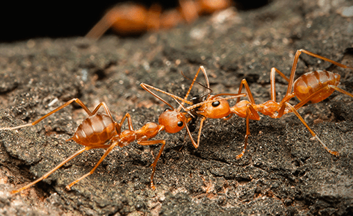 애집개미