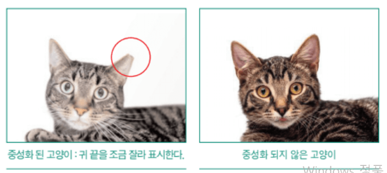 캣맘 가이드라인: 정부와 캣맘 갈등 없어질까?