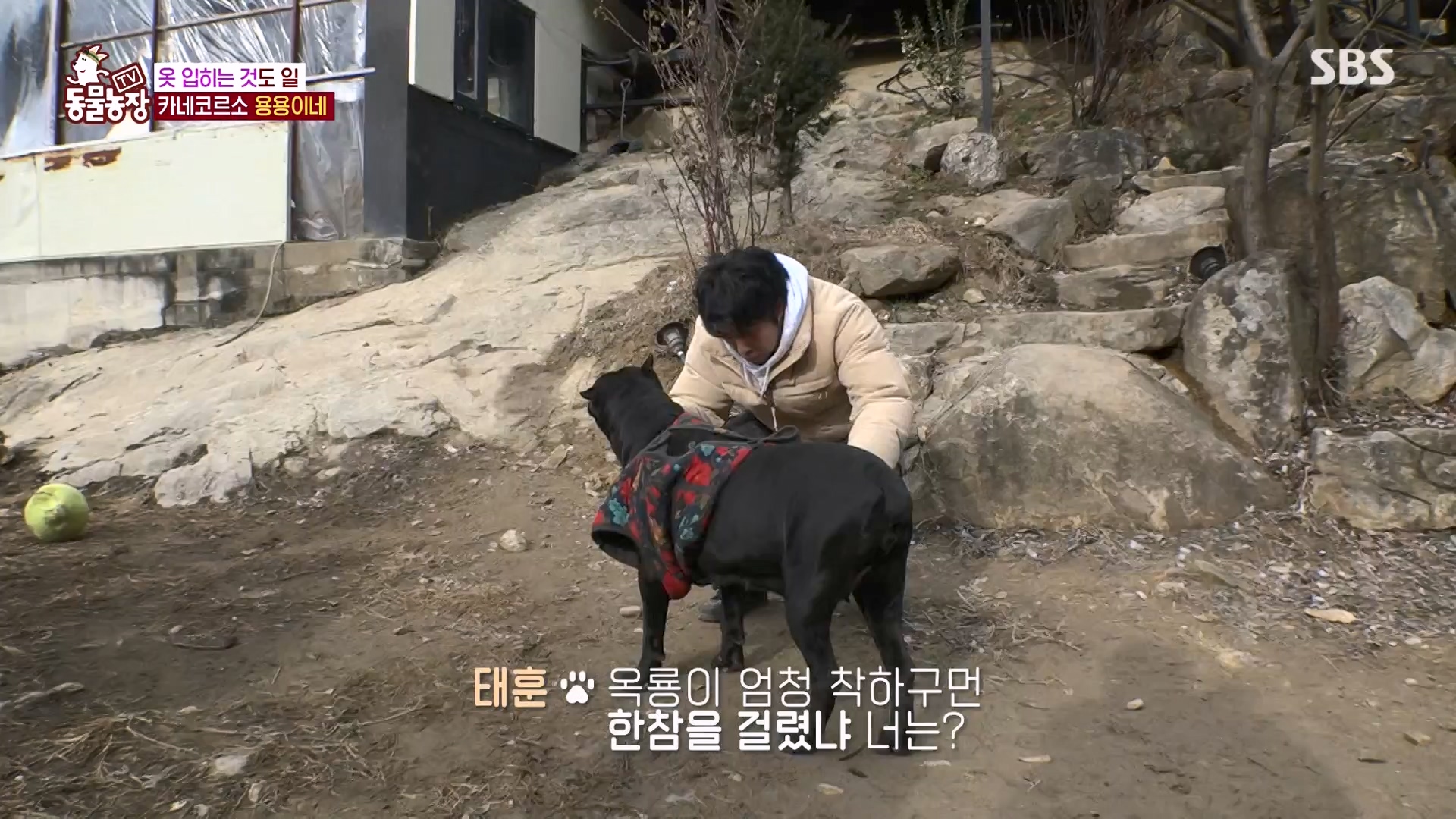 TV 동물농장.E1162.240310p-NEXT.mp4_20240310_162858.282.jpg