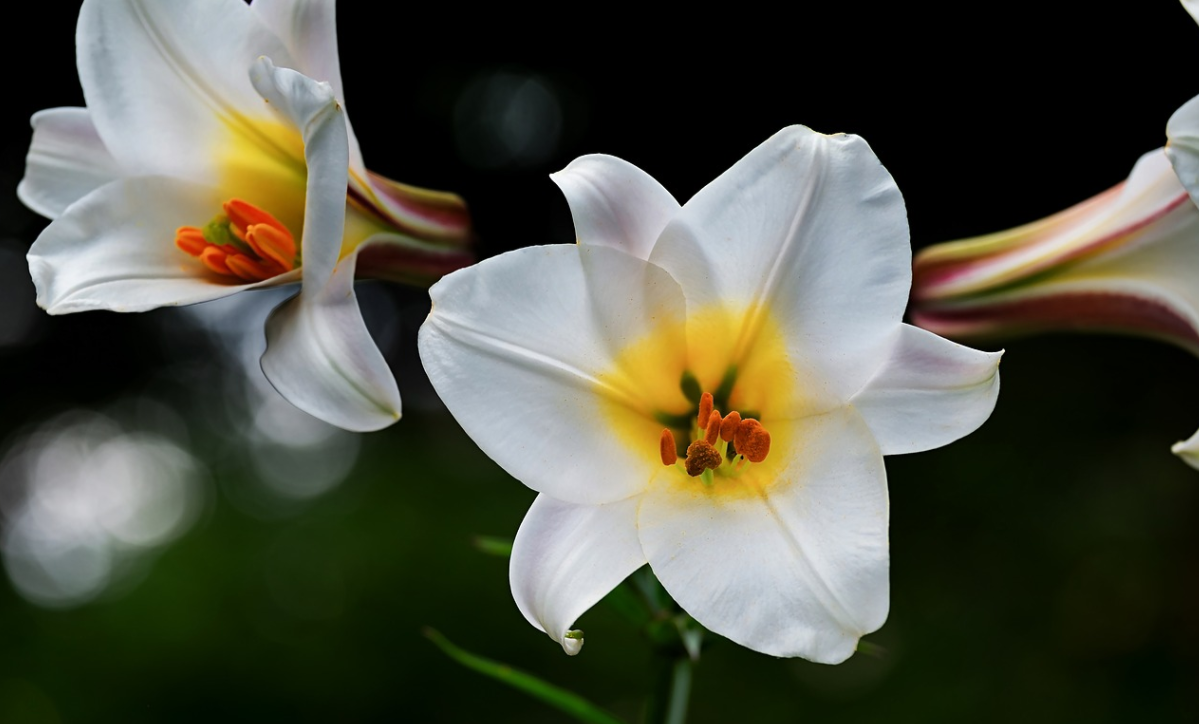 향기가-짙은-하얀-백합꽃