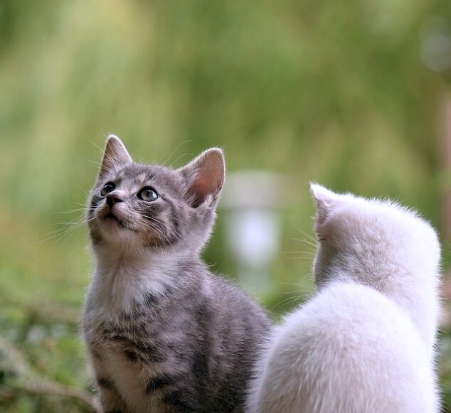 고양이-키우면좋은이유 