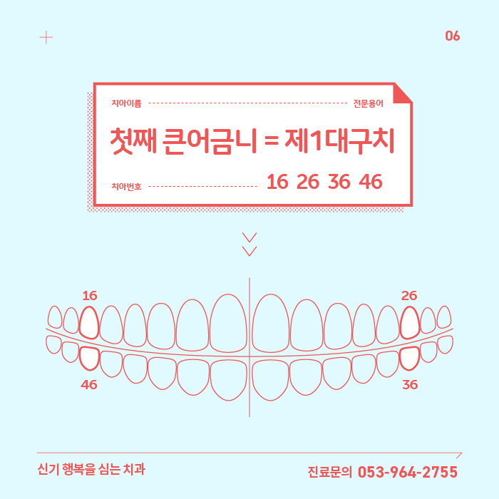 치열궁과 치아이름