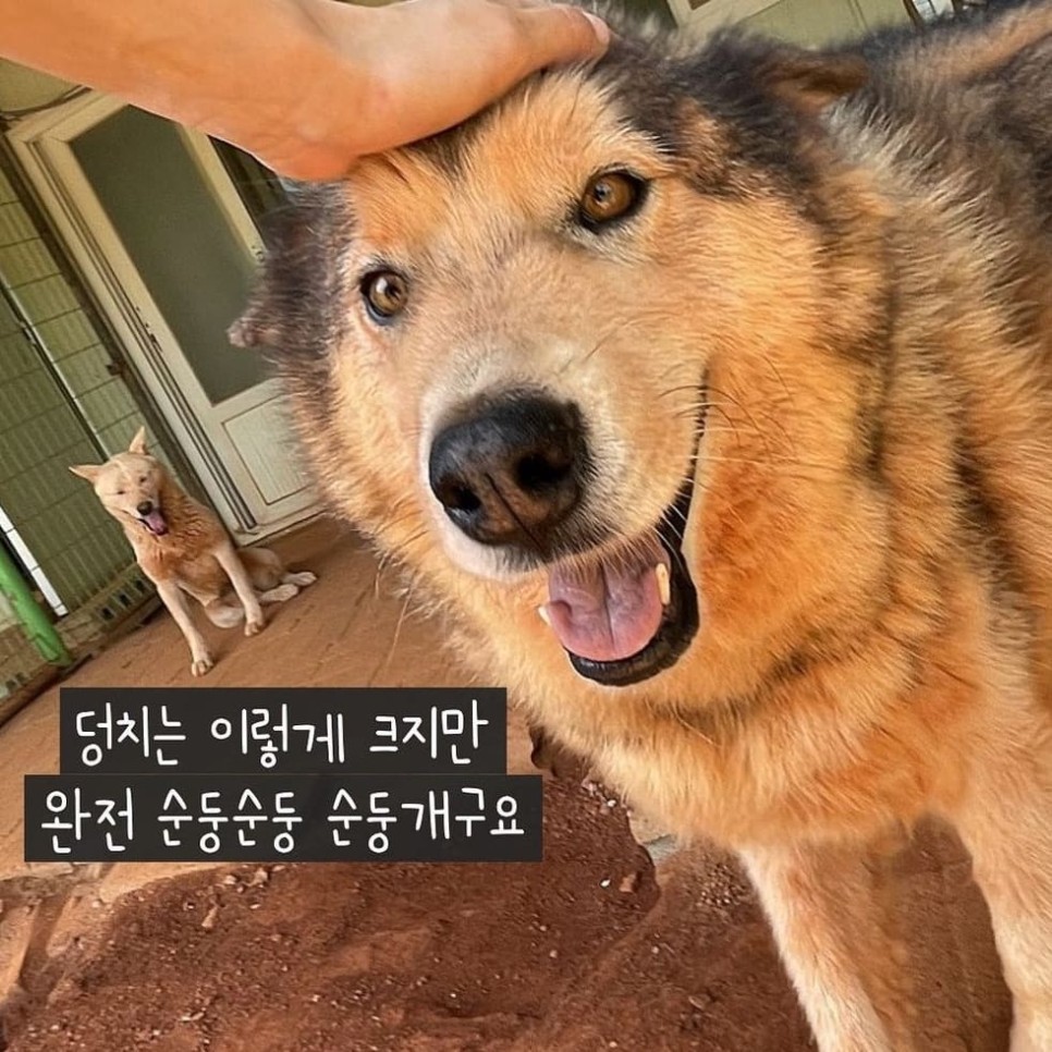 순둥이 록키의 가족찾기 대형견 유기견입양 말라뮤트 3