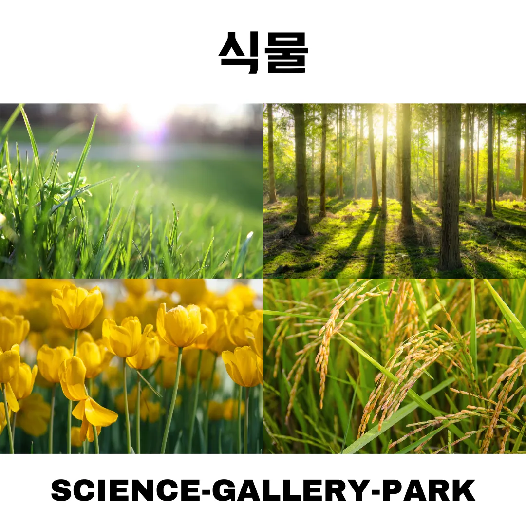식물