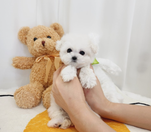 아기일때 귀여운 강아지같다