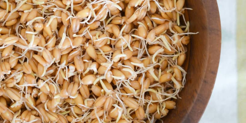 보리싹 싹의 7가지 효능과 부작용 28