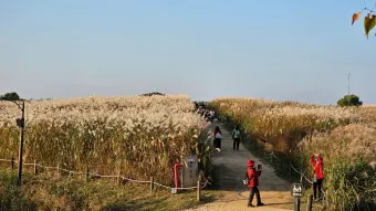 하늘공원 메타세콰이어길 산책 코스_9