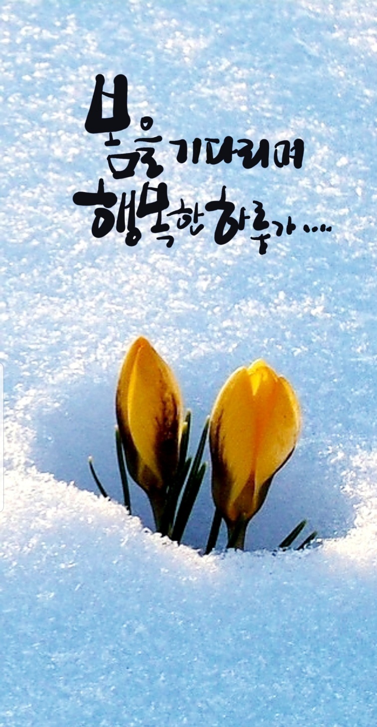  오늘의 좋은글 228번째 세상에서 가장 아름다운 곳은 역경을 이겨 내고 피는 꽃이라고 합니다