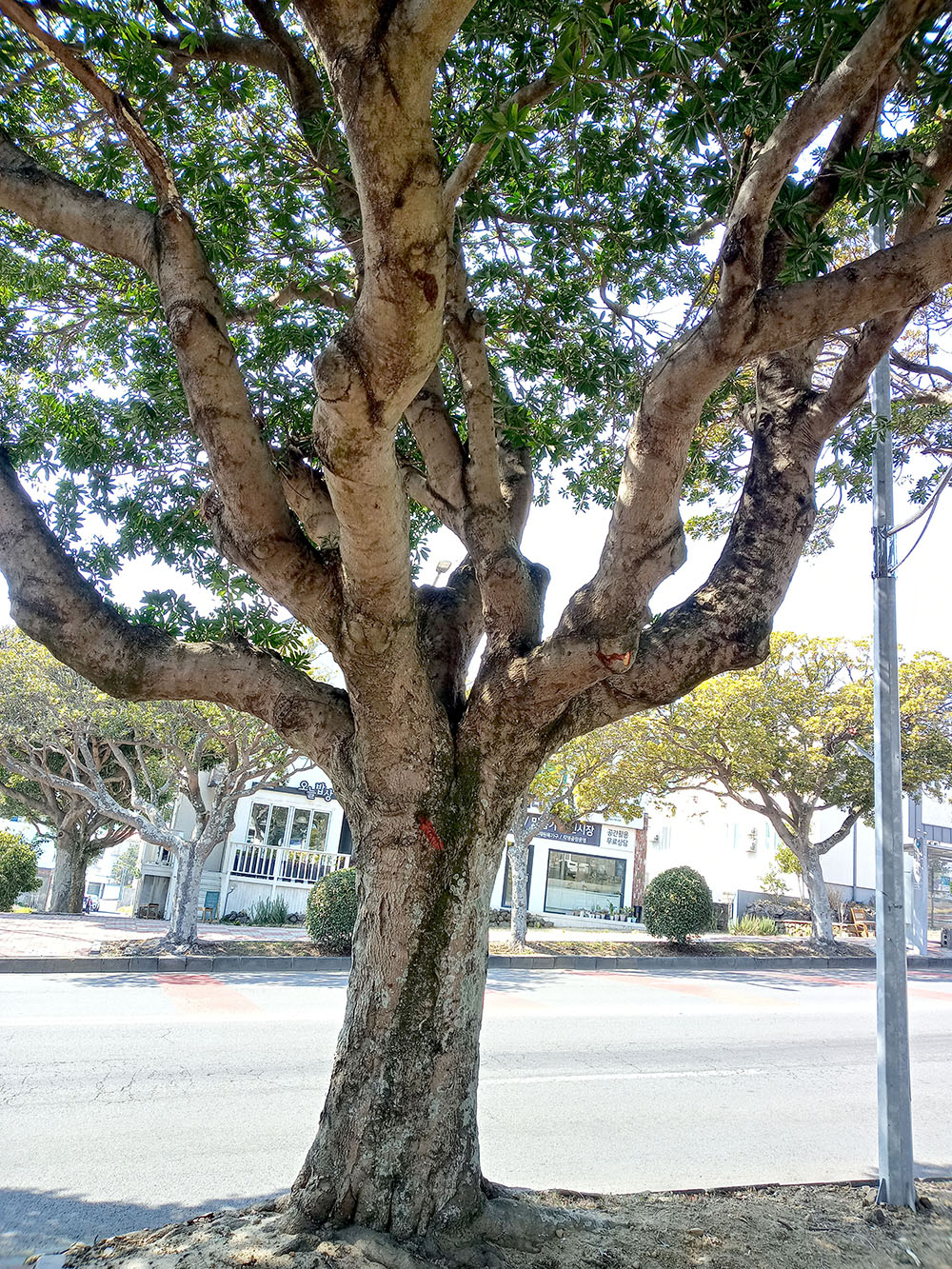 제주 서귀포 신시가지 후박나무
