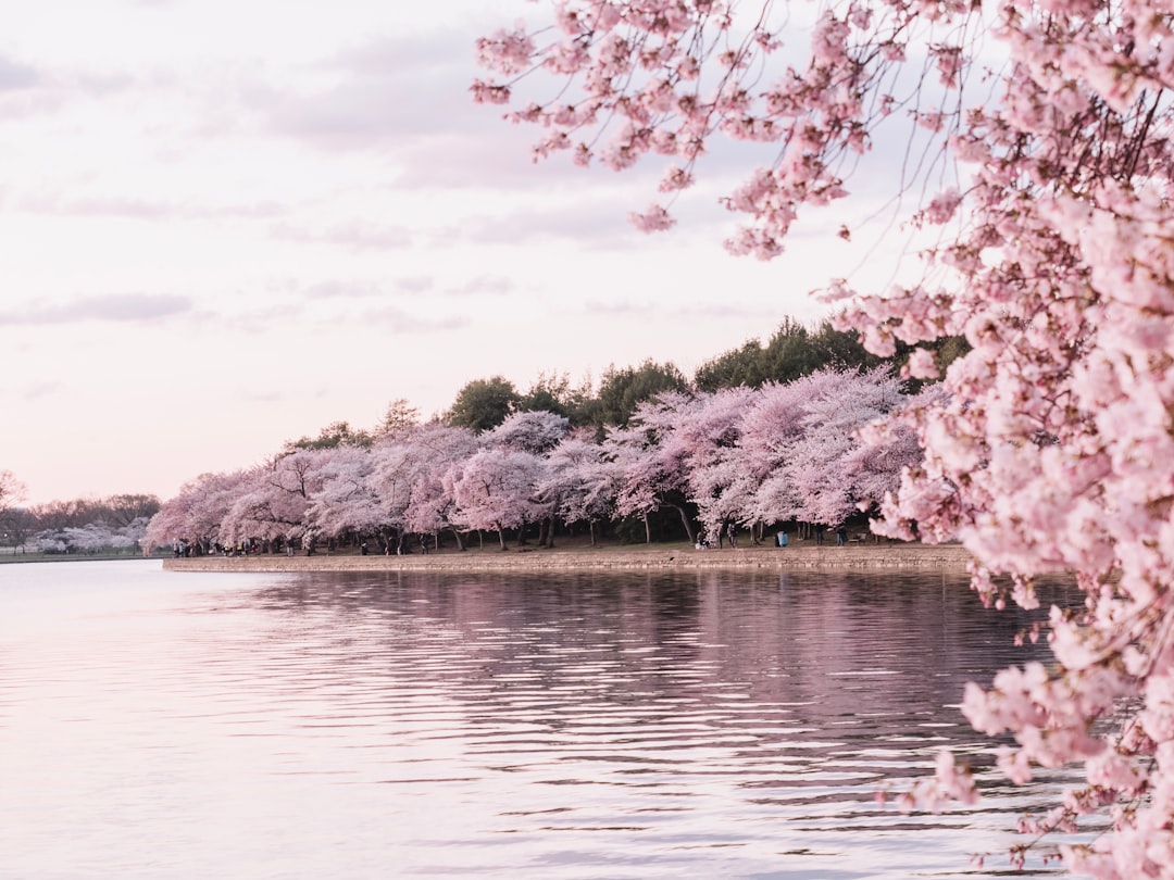 Cherry blossoms