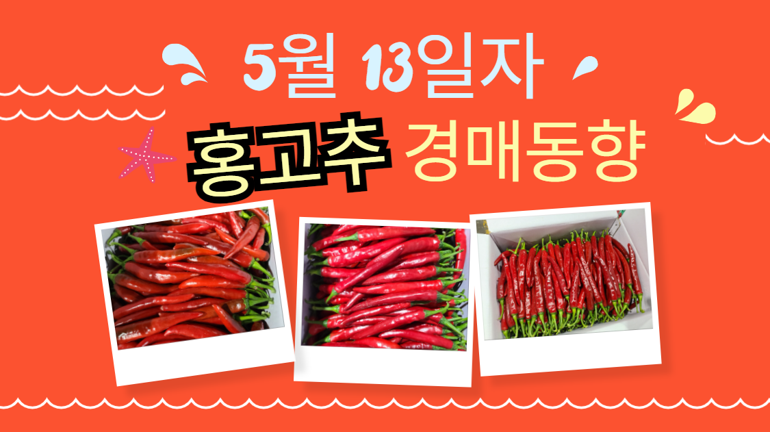  [경매사 일일보고] 2024년 5월 13일자 가락시장 홍고추 경매동향을 살펴보겠습니다!